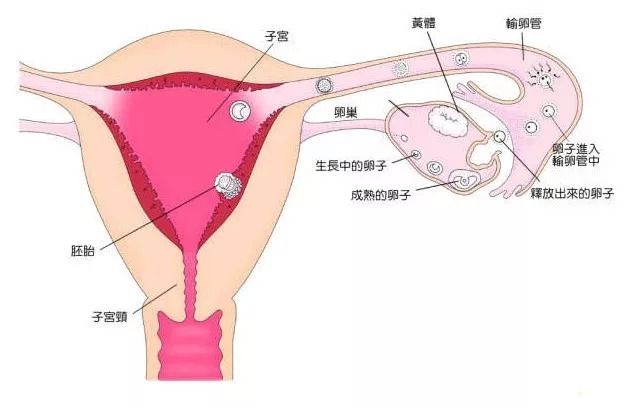 中小学生教育平台