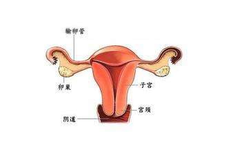 泉州哪里能买卵子